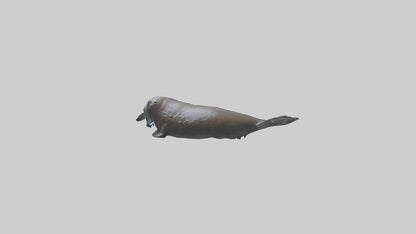 Northern Fur Seal swimming model VR / AR / low-poly