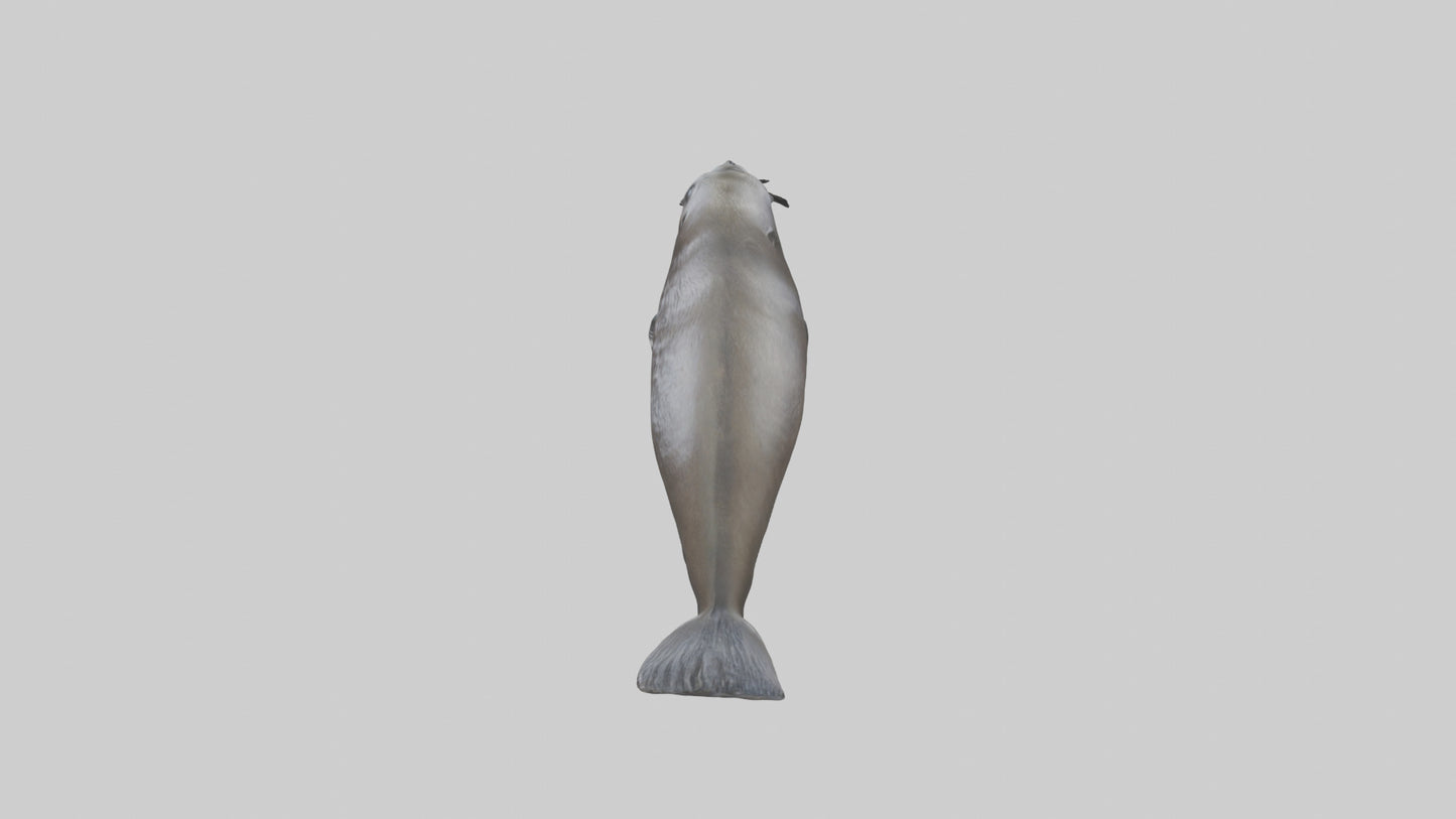Northern Fur Seal swimming model VR / AR / low-poly