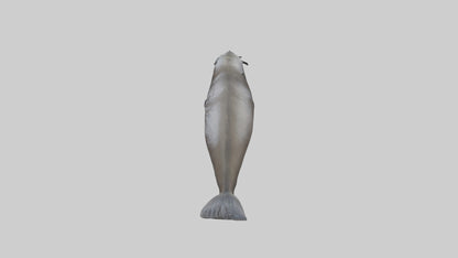 Northern Fur Seal swimming model VR / AR / low-poly