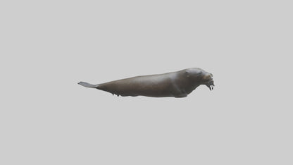 Northern Fur Seal swimming model VR / AR / low-poly
