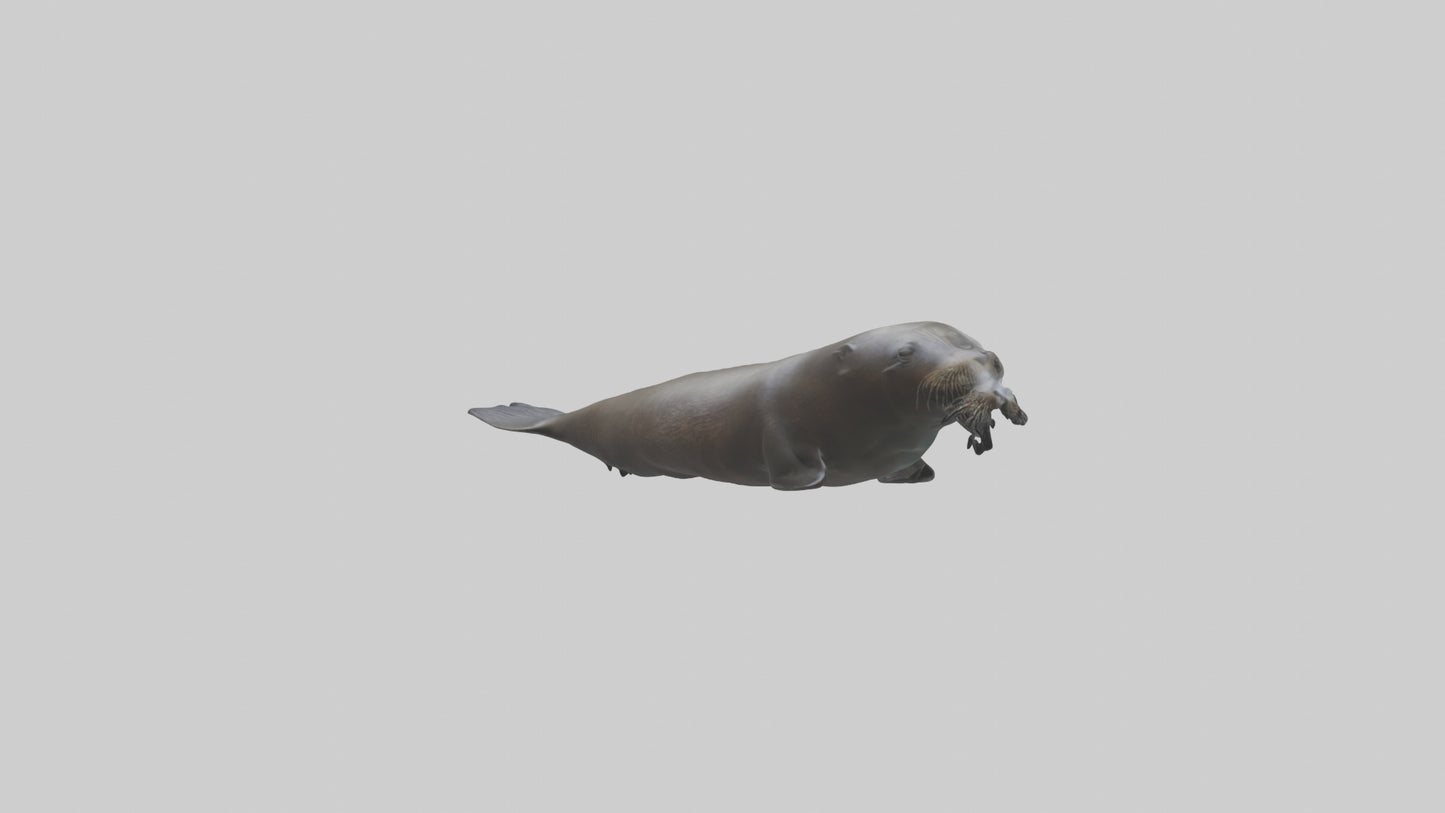 Northern Fur Seal swimming model VR / AR / low-poly