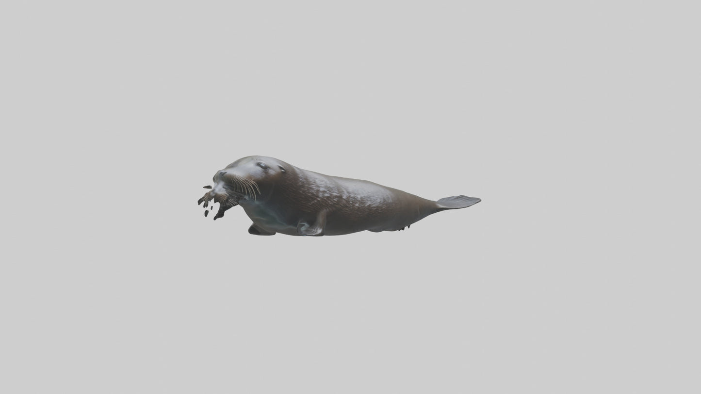 Northern Fur Seal swimming model VR / AR / low-poly