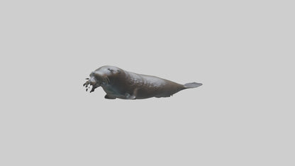 Northern Fur Seal swimming model VR / AR / low-poly