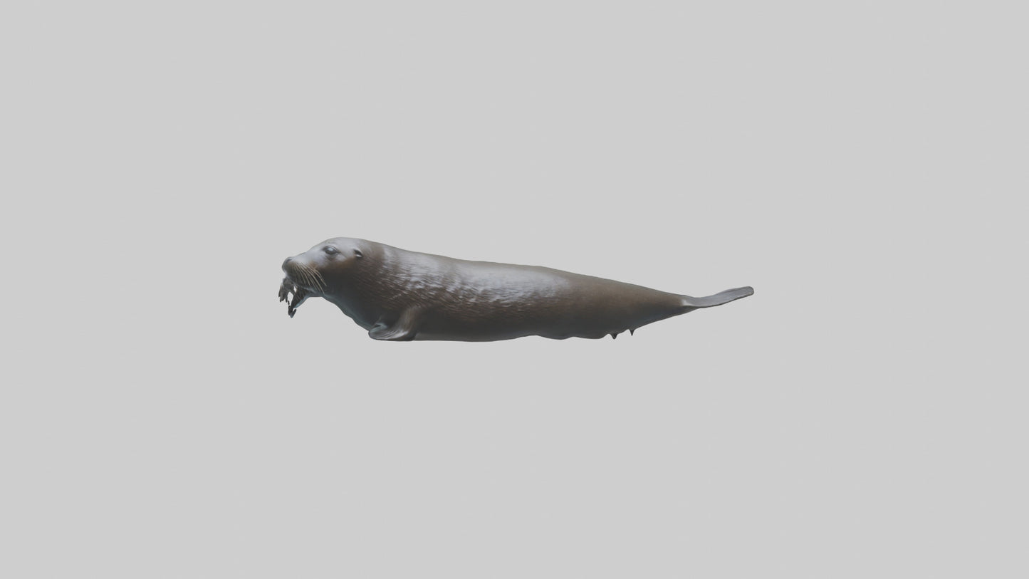 Northern Fur Seal swimming model VR / AR / low-poly