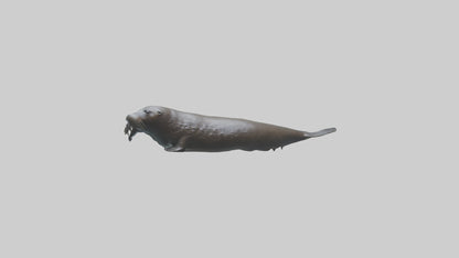 Northern Fur Seal swimming model VR / AR / low-poly