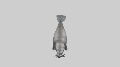 Northern Fur Seal swimming model VR / AR / low-poly