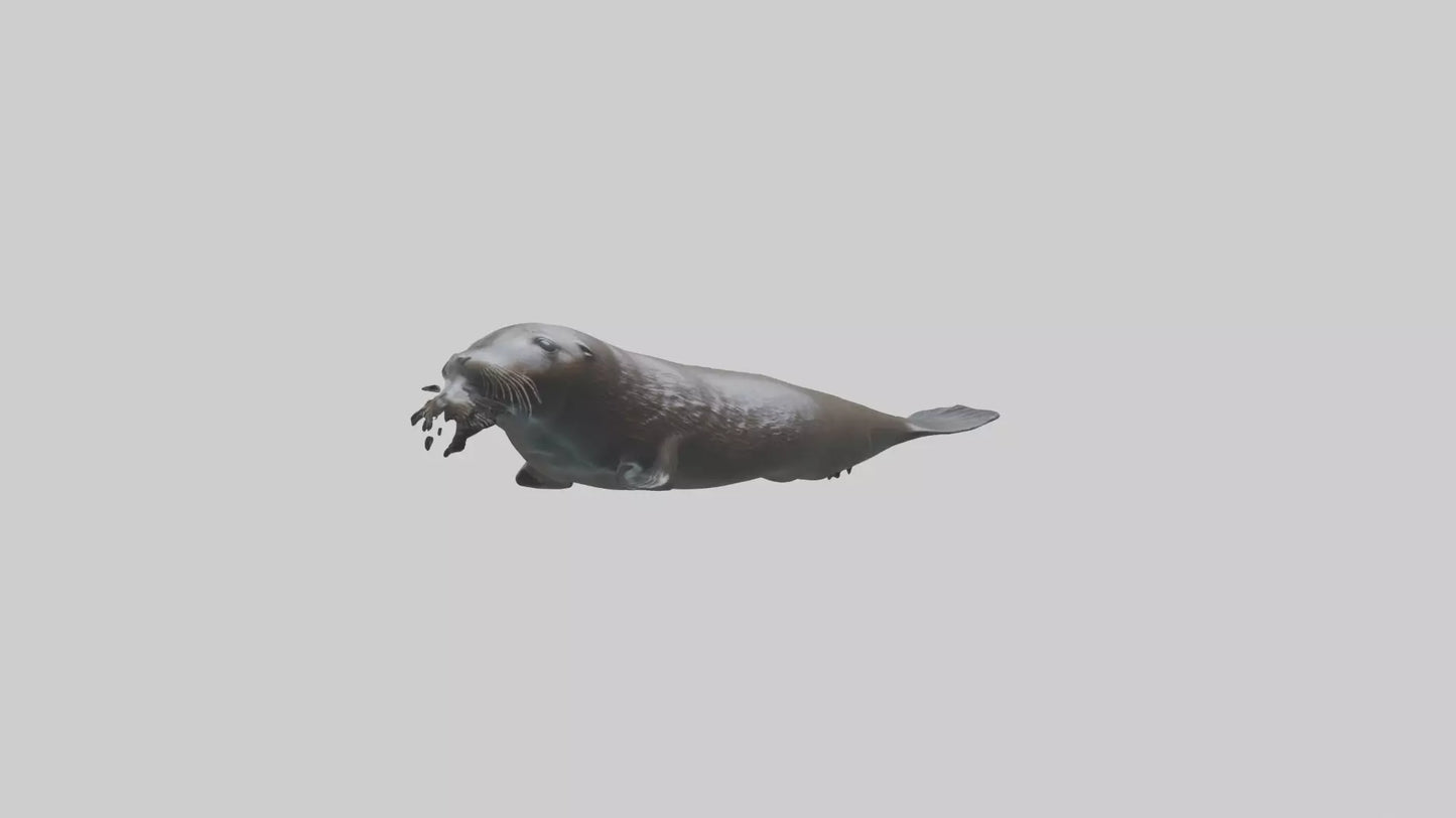Northern Fur Seal swimming model VR / AR / low-poly
