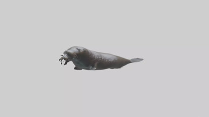 Northern Fur Seal swimming model VR / AR / low-poly