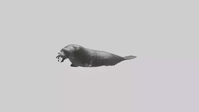 Northern Fur Seal swimming model VR / AR / low-poly