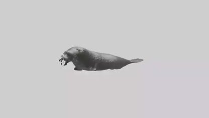 Northern Fur Seal swimming model VR / AR / low-poly