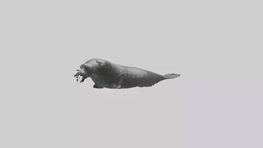 Northern Fur Seal swimming model VR / AR / low-poly