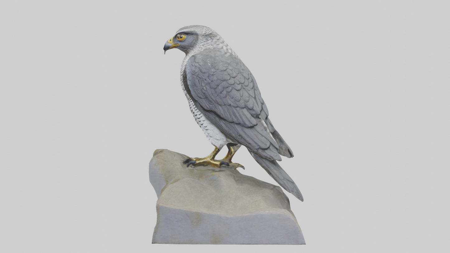 Northern Goshawk statue model VR / AR / low-poly
