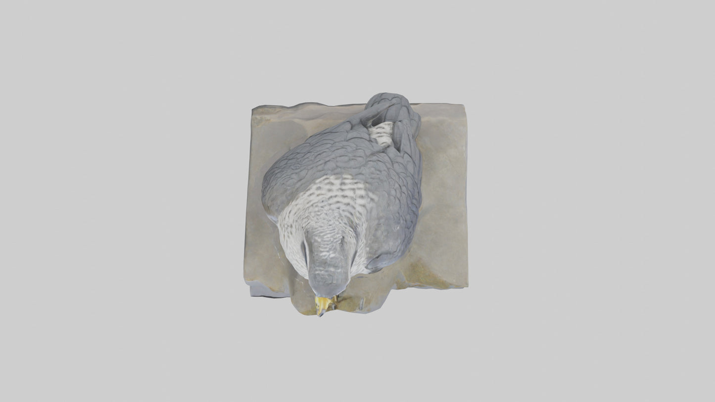 Northern Goshawk statue model VR / AR / low-poly