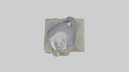 Northern Goshawk statue model VR / AR / low-poly