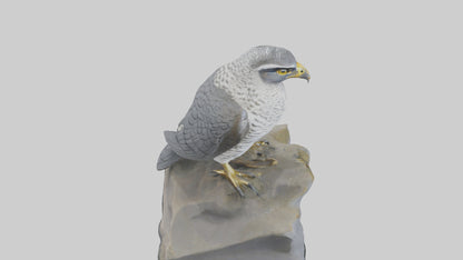 Northern Goshawk statue model VR / AR / low-poly