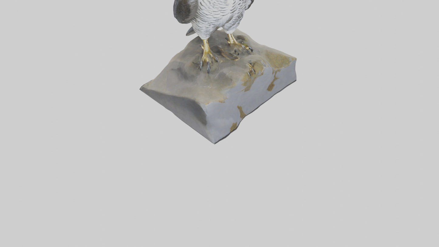 Northern Goshawk statue model VR / AR / low-poly