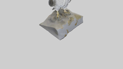 Northern Goshawk statue model VR / AR / low-poly