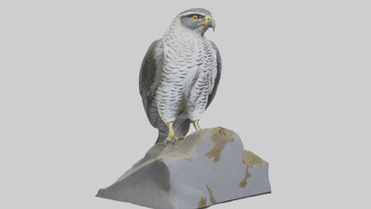 Northern Goshawk statue model VR / AR / low-poly