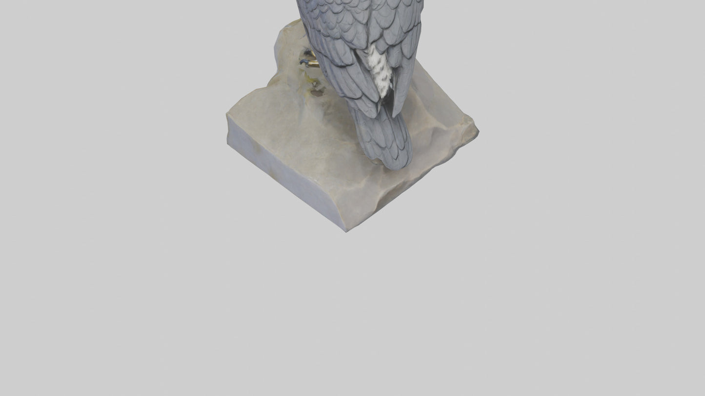 Northern Goshawk statue model VR / AR / low-poly
