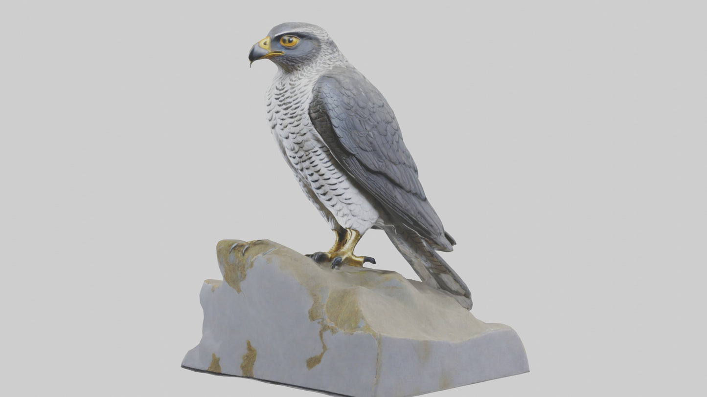 Northern Goshawk statue model VR / AR / low-poly