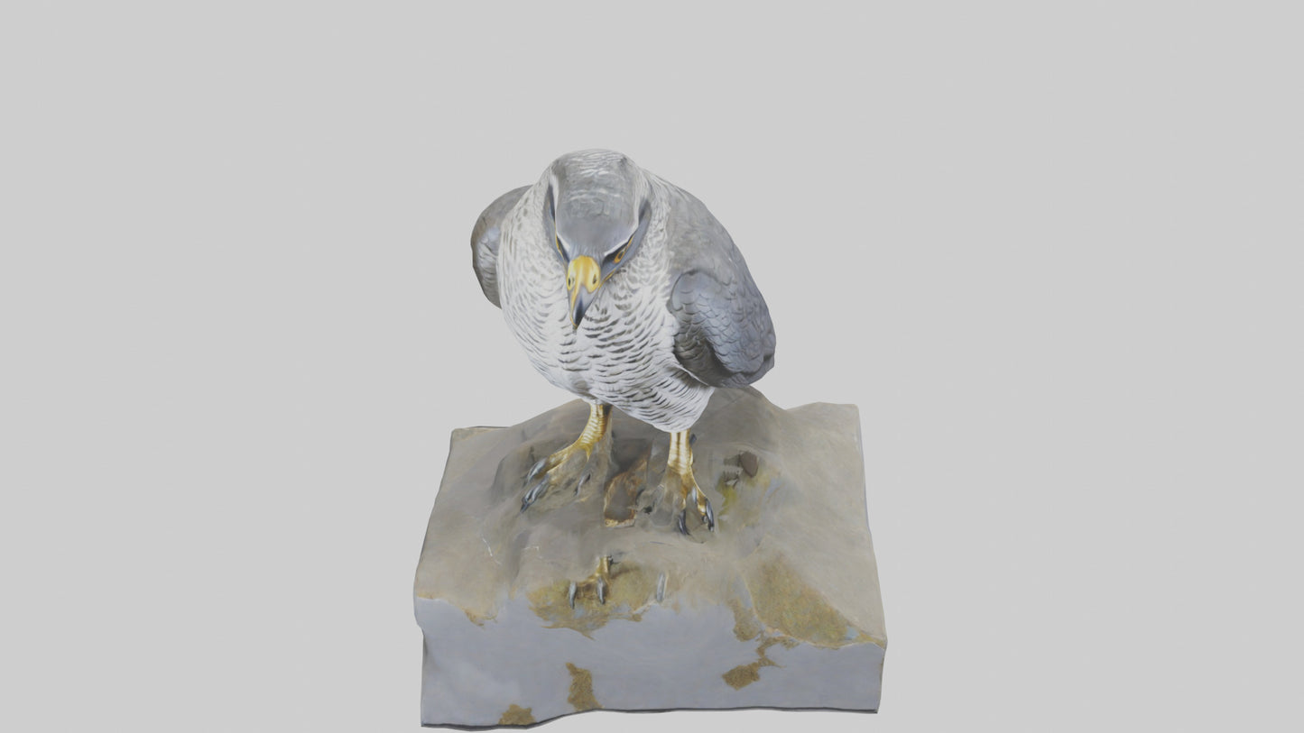 Northern Goshawk statue model VR / AR / low-poly