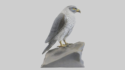 Northern Goshawk statue model VR / AR / low-poly