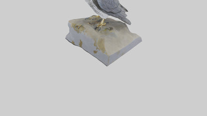 Northern Goshawk statue model VR / AR / low-poly