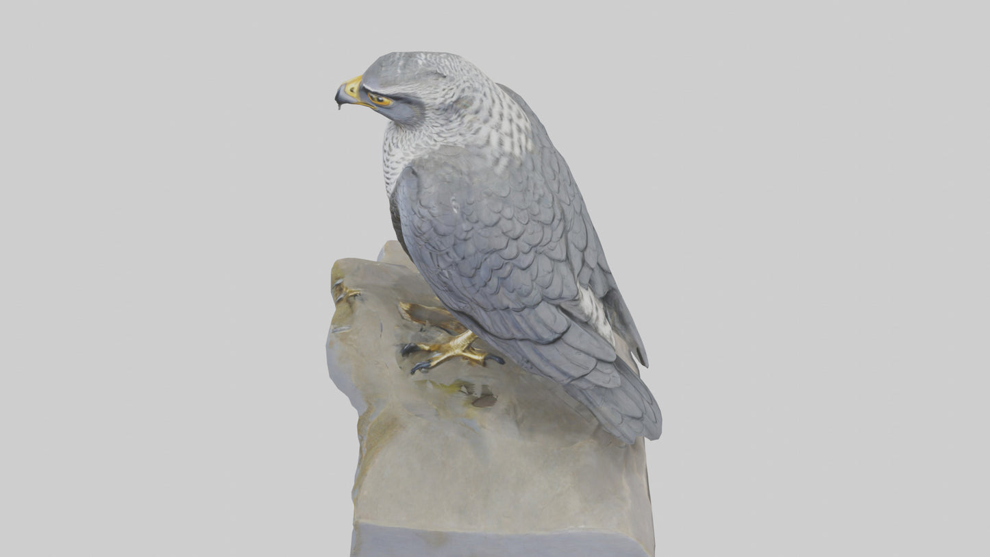Northern Goshawk statue model VR / AR / low-poly