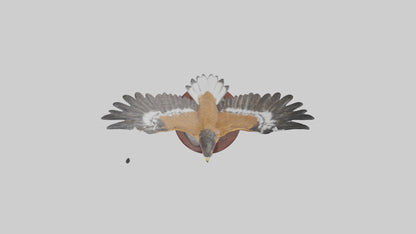3D model Northern Harrier statue model VR / AR / low-poly