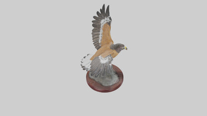 3D model Northern Harrier statue model VR / AR / low-poly
