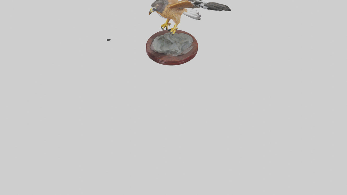 3D model Northern Harrier statue model VR / AR / low-poly