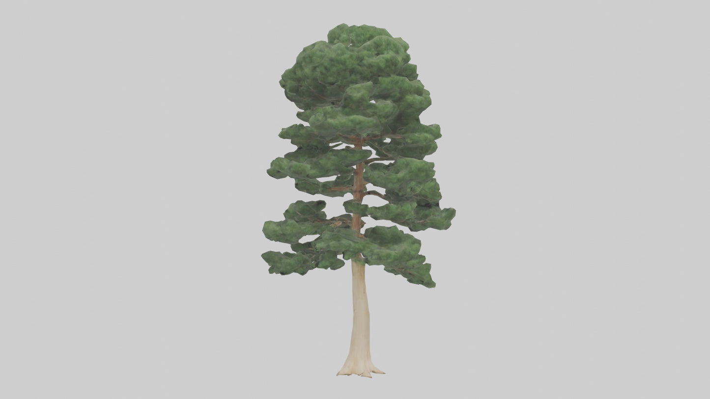 3D model Northern White Cedar tree model VR / AR / low-poly