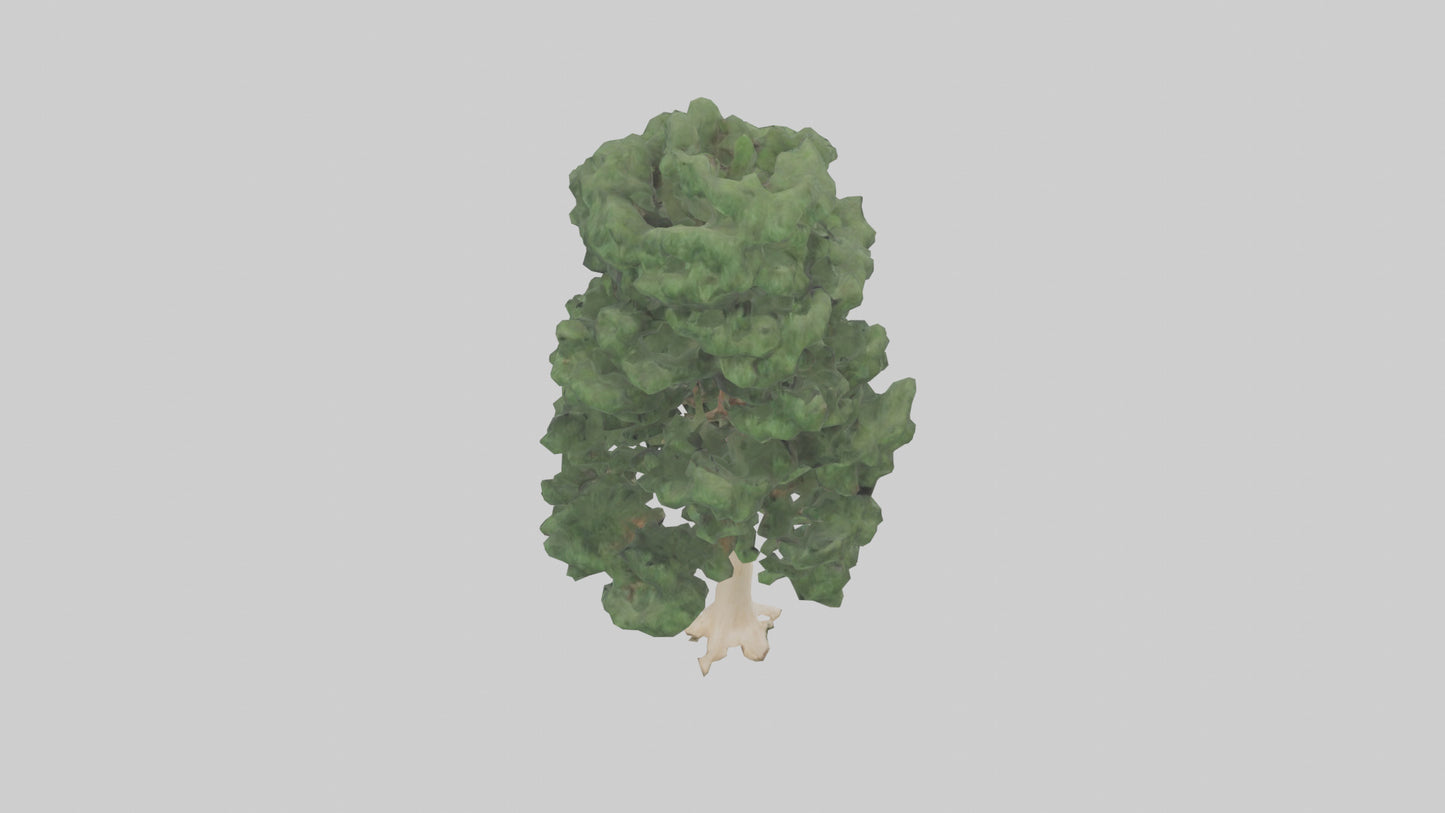3D model Northern White Cedar tree model VR / AR / low-poly