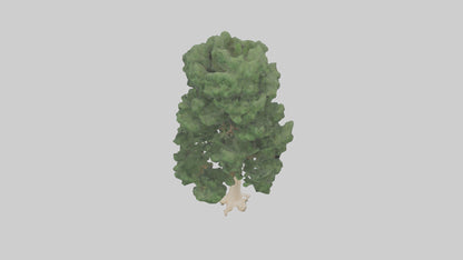 3D model Northern White Cedar tree model VR / AR / low-poly