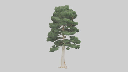 3D model Northern White Cedar tree model VR / AR / low-poly