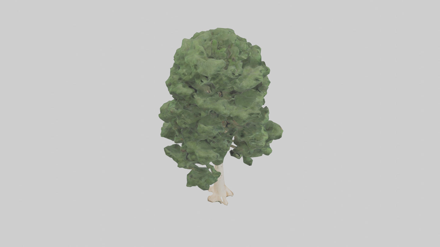 3D model Northern White Cedar tree model VR / AR / low-poly