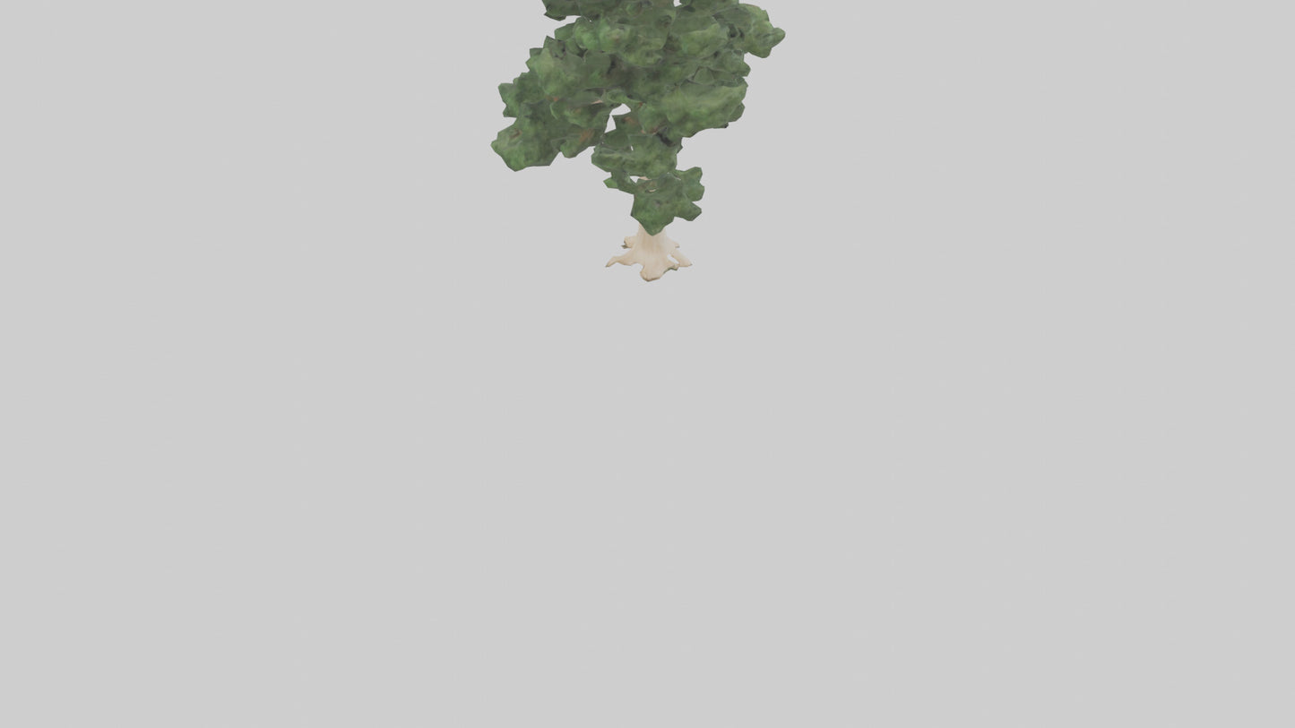 3D model Northern White Cedar tree model VR / AR / low-poly