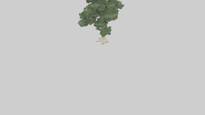 3D model Northern White Cedar tree model VR / AR / low-poly