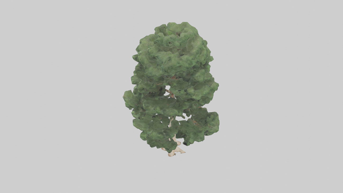 3D model Northern White Cedar tree model VR / AR / low-poly