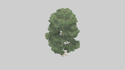 3D model Northern White Cedar tree model VR / AR / low-poly