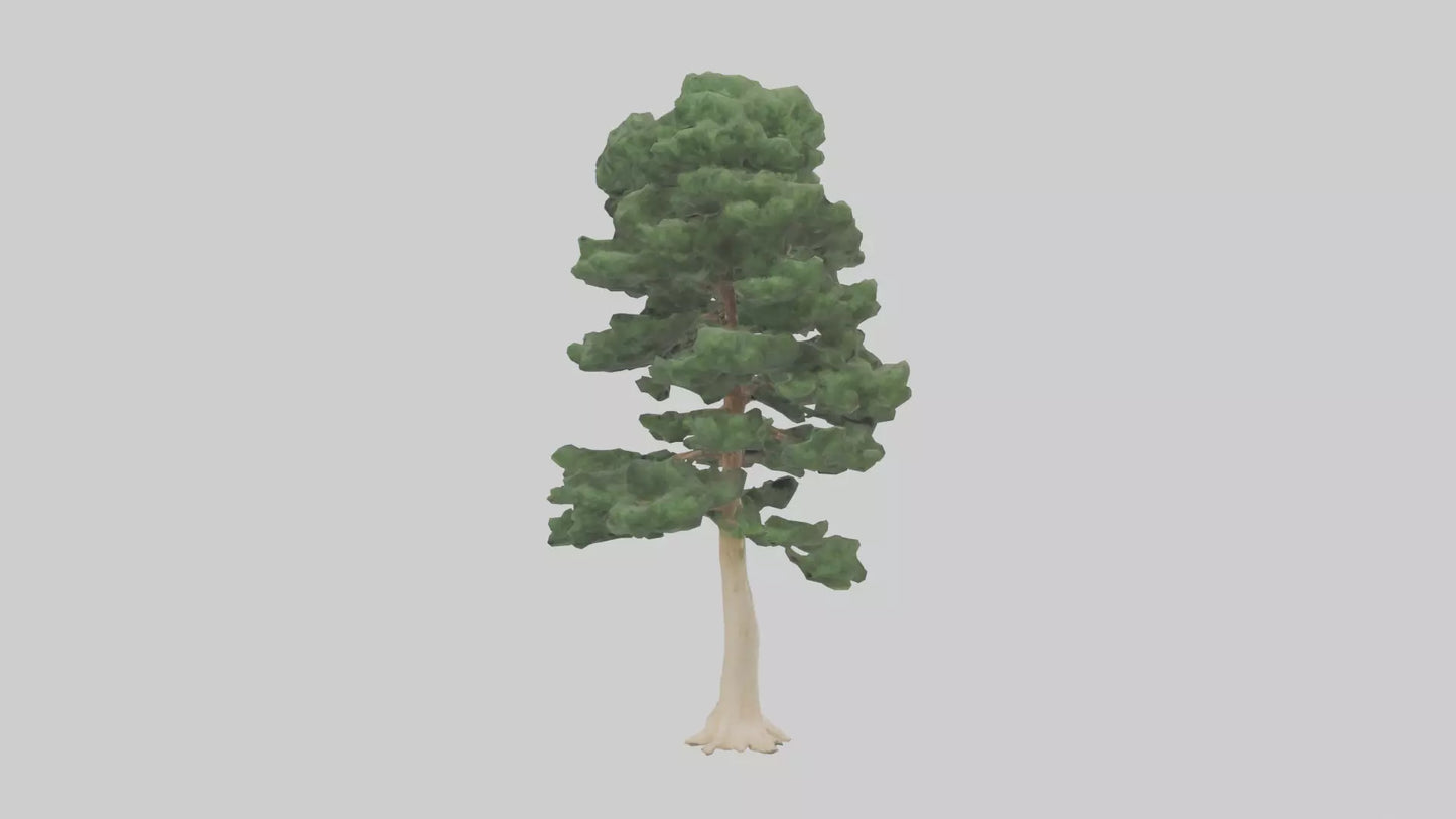 3D model Northern White Cedar tree model VR / AR / low-poly