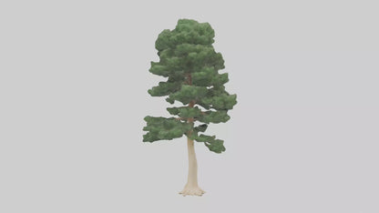 3D model Northern White Cedar tree model VR / AR / low-poly
