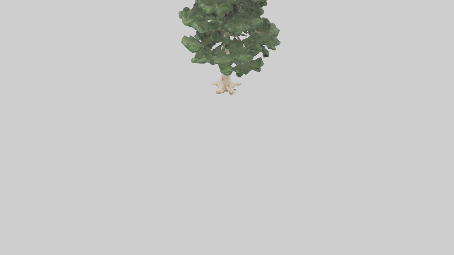 3D model Northern White Cedar tree model VR / AR / low-poly