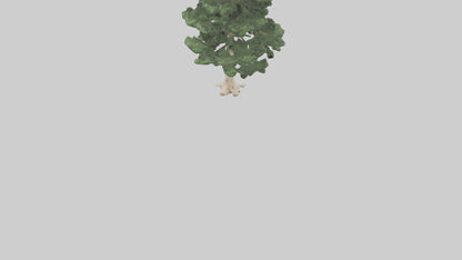 3D model Northern White Cedar tree model VR / AR / low-poly
