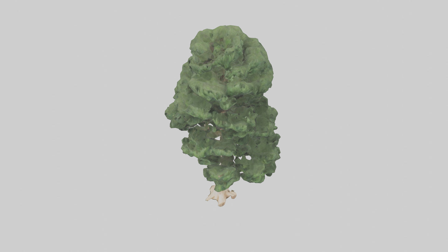 3D model Northern White Cedar tree model VR / AR / low-poly