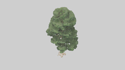 3D model Northern White Cedar tree model VR / AR / low-poly
