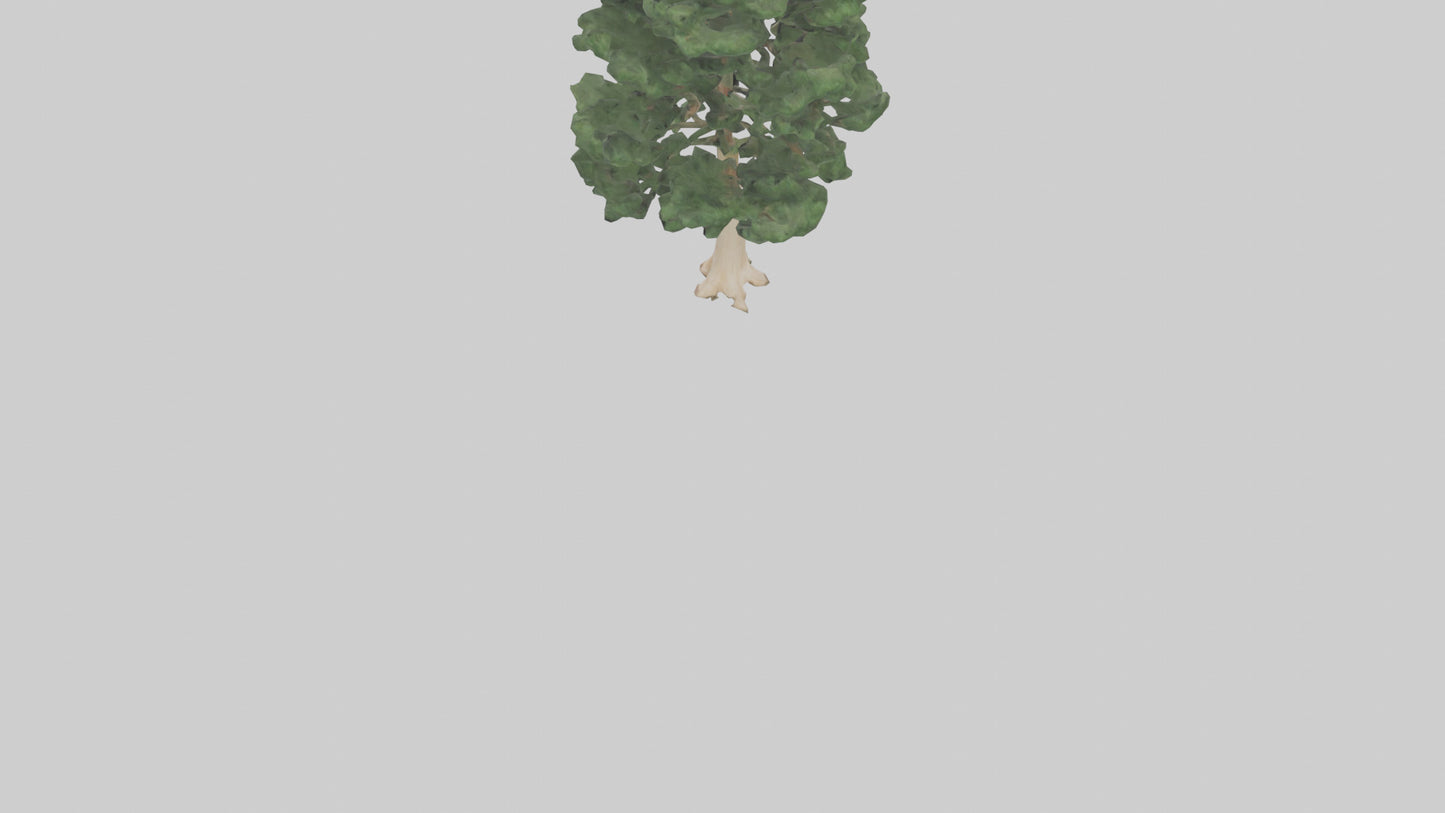 3D model Northern White Cedar tree model VR / AR / low-poly