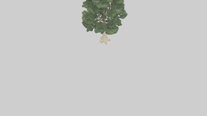 3D model Northern White Cedar tree model VR / AR / low-poly