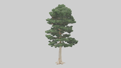 3D model Northern White Cedar tree model VR / AR / low-poly