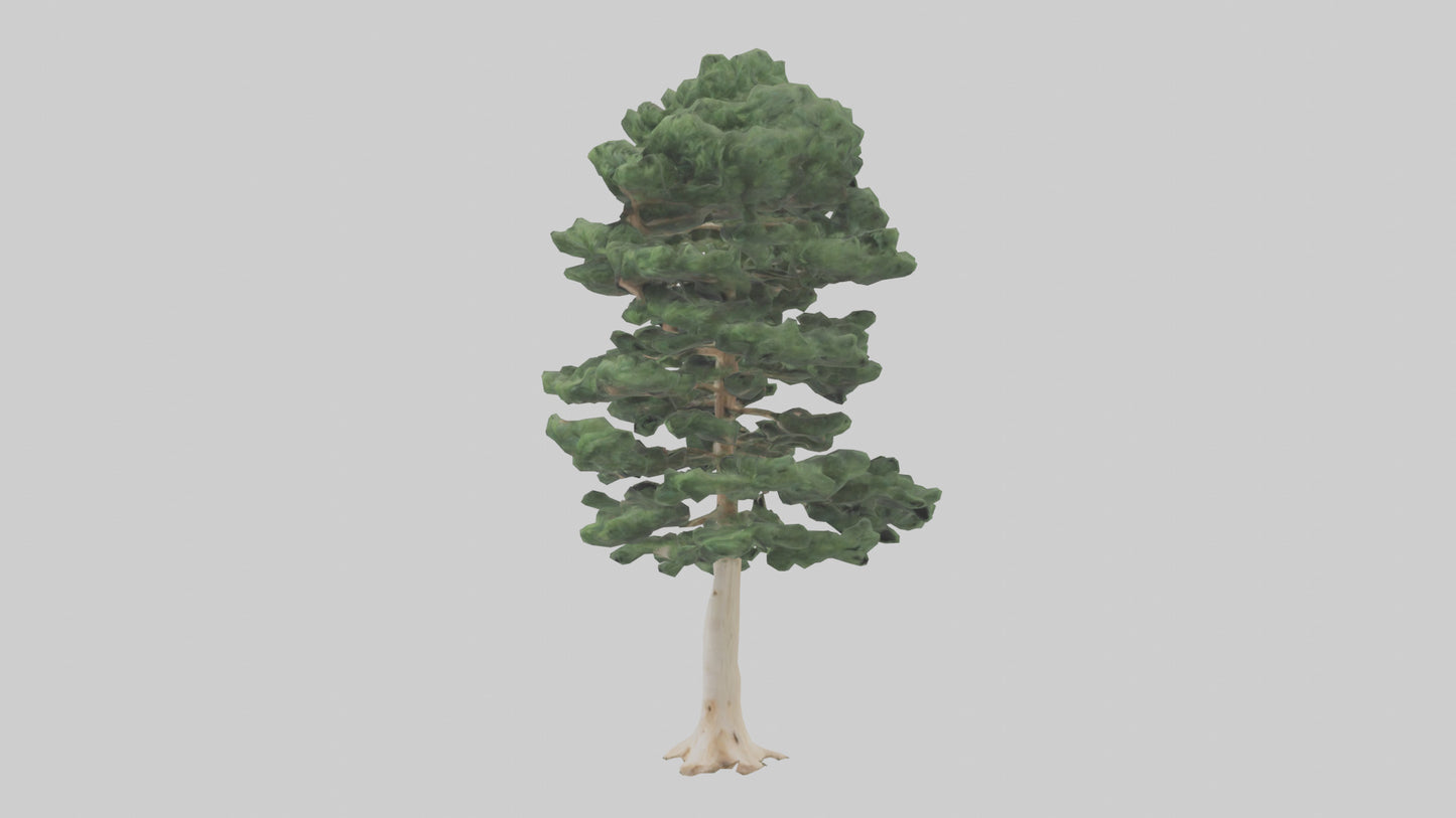 3D model Northern White Cedar tree model VR / AR / low-poly